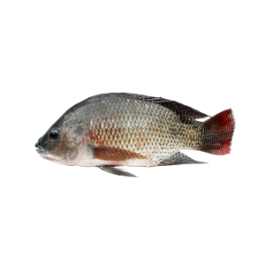 ikan mujair