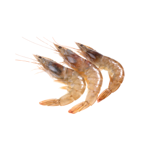 udang
